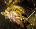 Derrumbando algunos de los grandes mitos de la pesca de Black Bass!